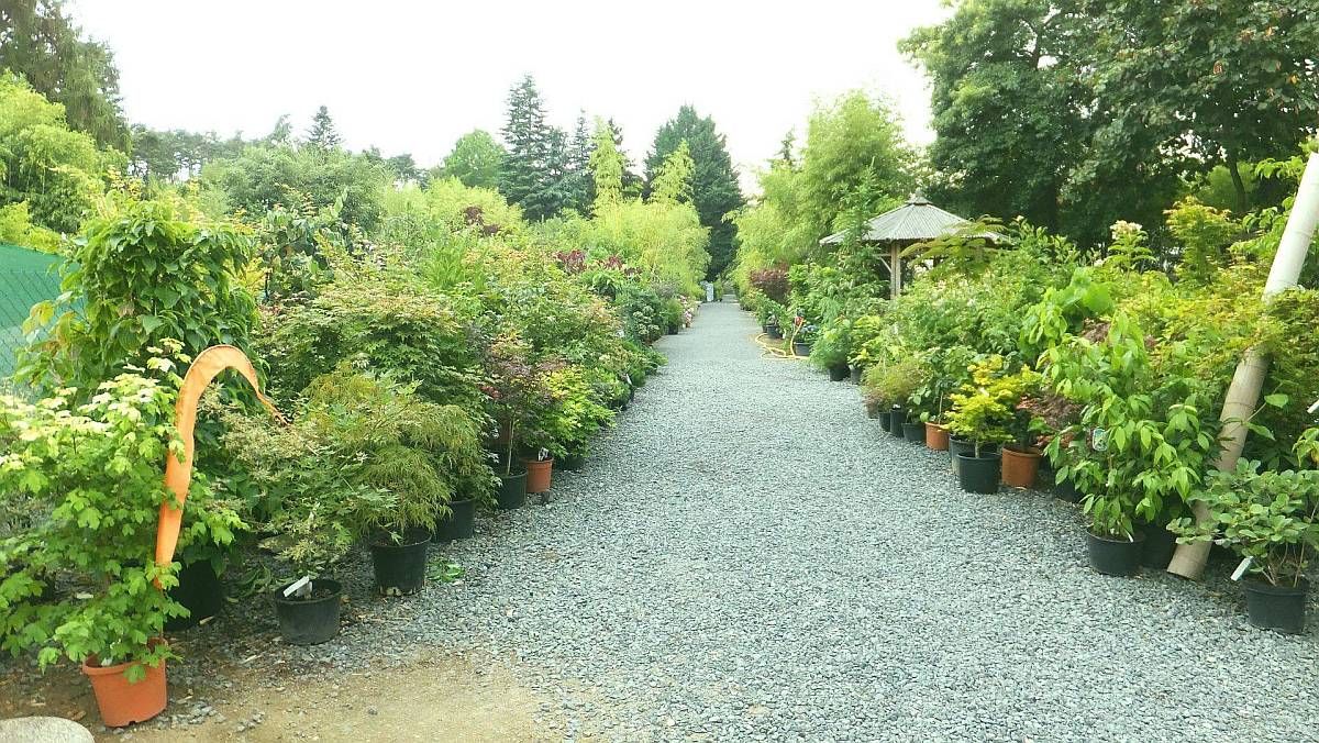 Bambus-Baumschule Ulrich Wilumeit, Nußbaumallee 71 in Darmstadt