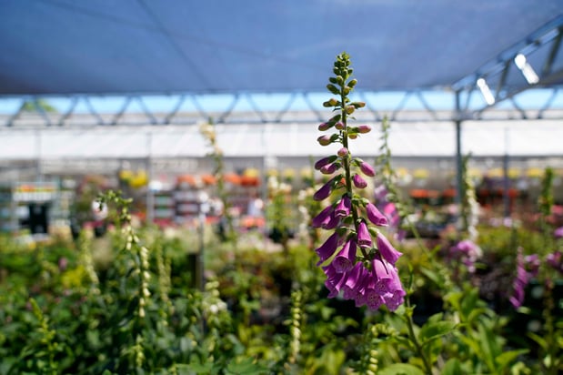 Images Mahoney's Garden Center