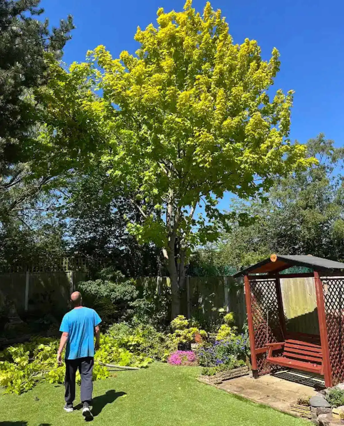 Images Tree Doctors & Landscaping