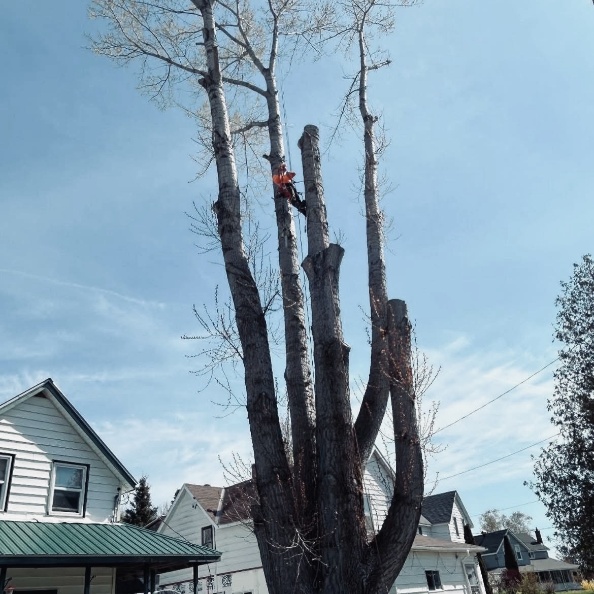 Images Gee's Trees Inc.