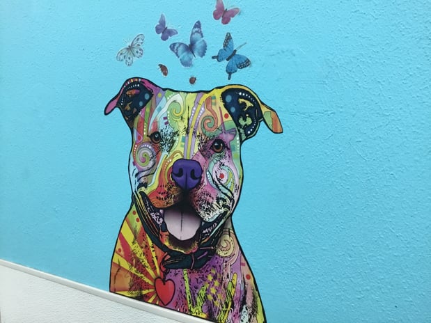 Images Petco Grooming