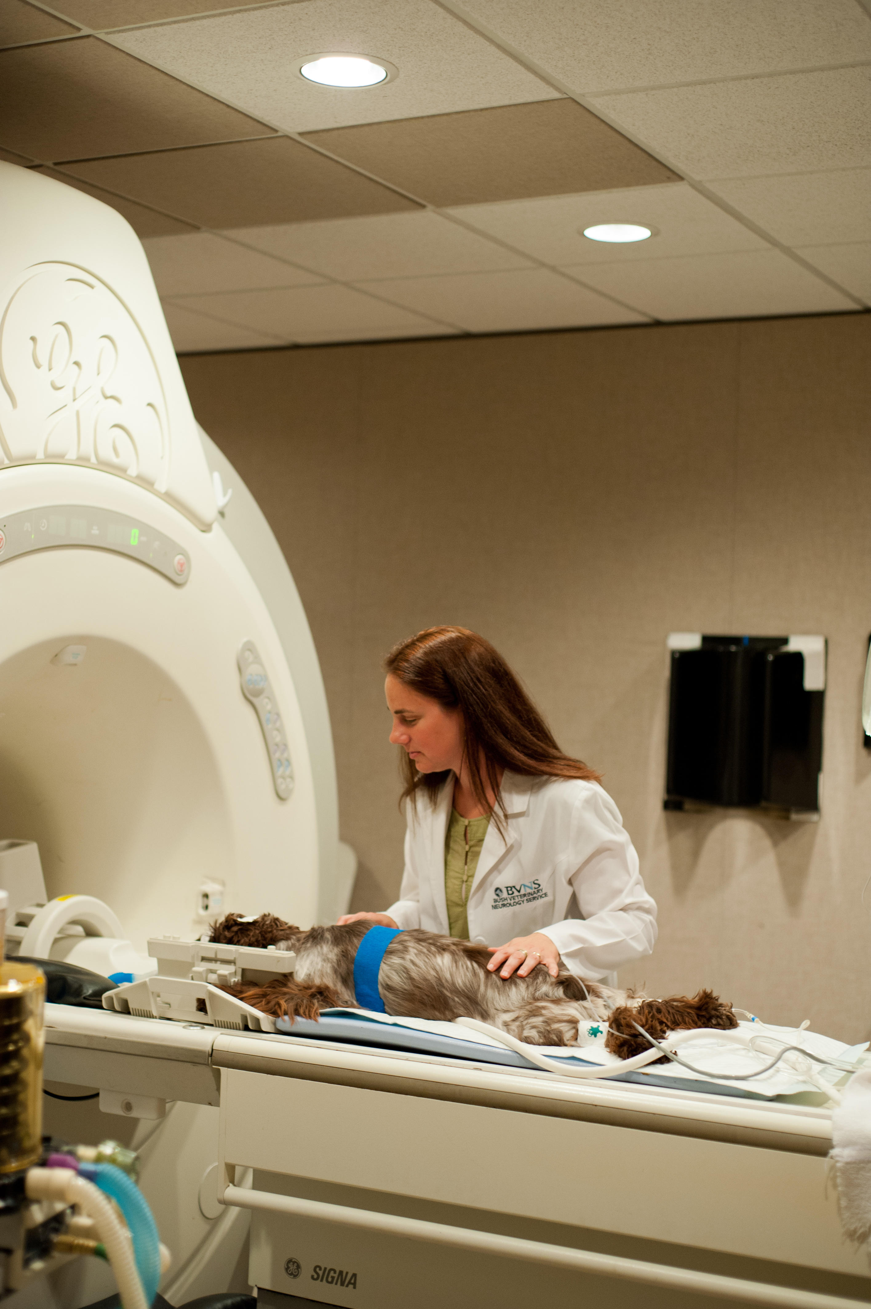 Image 8 | Bush Veterinary Neurology Service (BVNS) - Rockville