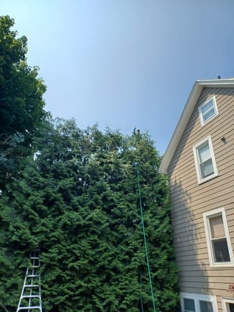 Images Perez Tree Service & Hardscaping