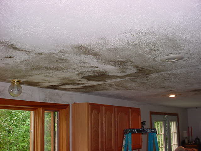 Mold Damage from a recent Water Loss.