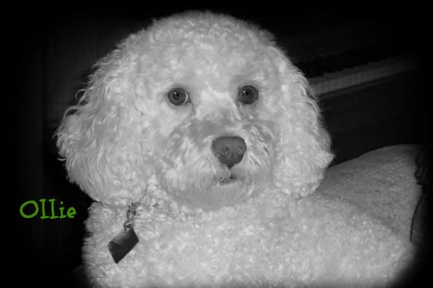 Images Whiskers 'N Paws In Home Pet Sitting