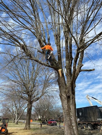 Images Dailey Tree Care