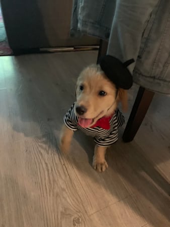 Images Melrose La Brea Animal Hospital