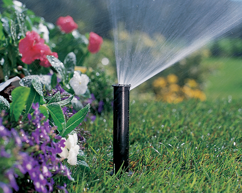 A close-up of a pop-up spray sprinkler head watering a vibrant green lawn right next to a colorful landscape flower bed.