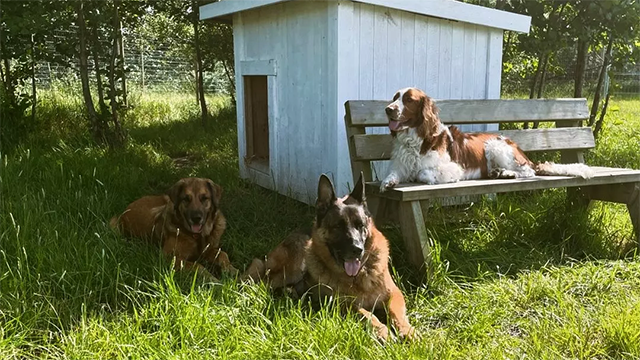 Images Lindfjäll Hundpension & Hunddagis AB
