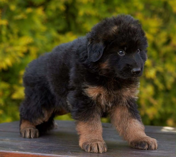 Images VanBlargan German Shepherds