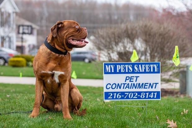 Images My Pets Safety