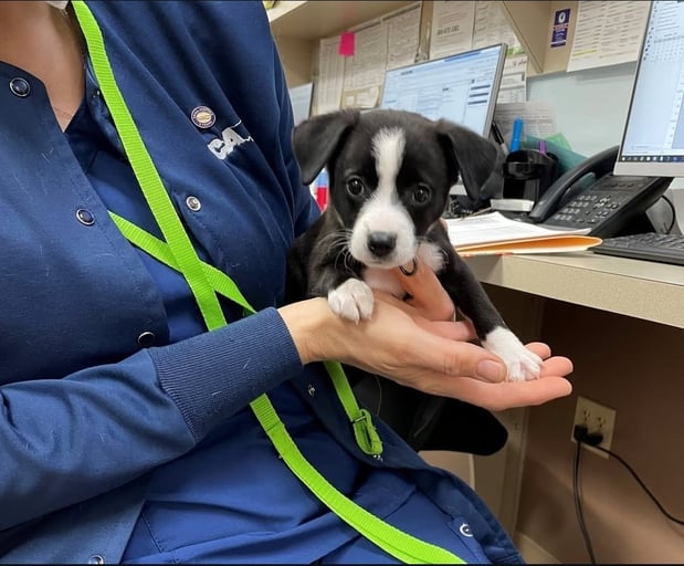 Images VCA Santa Margarita Animal Hospital