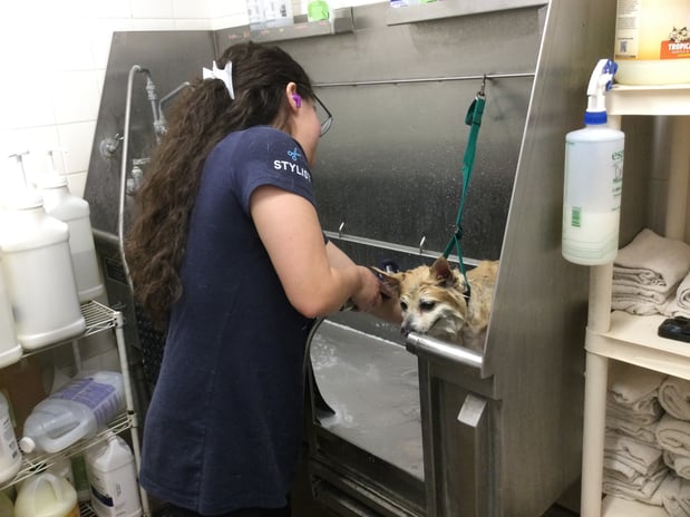 Images Petco Grooming