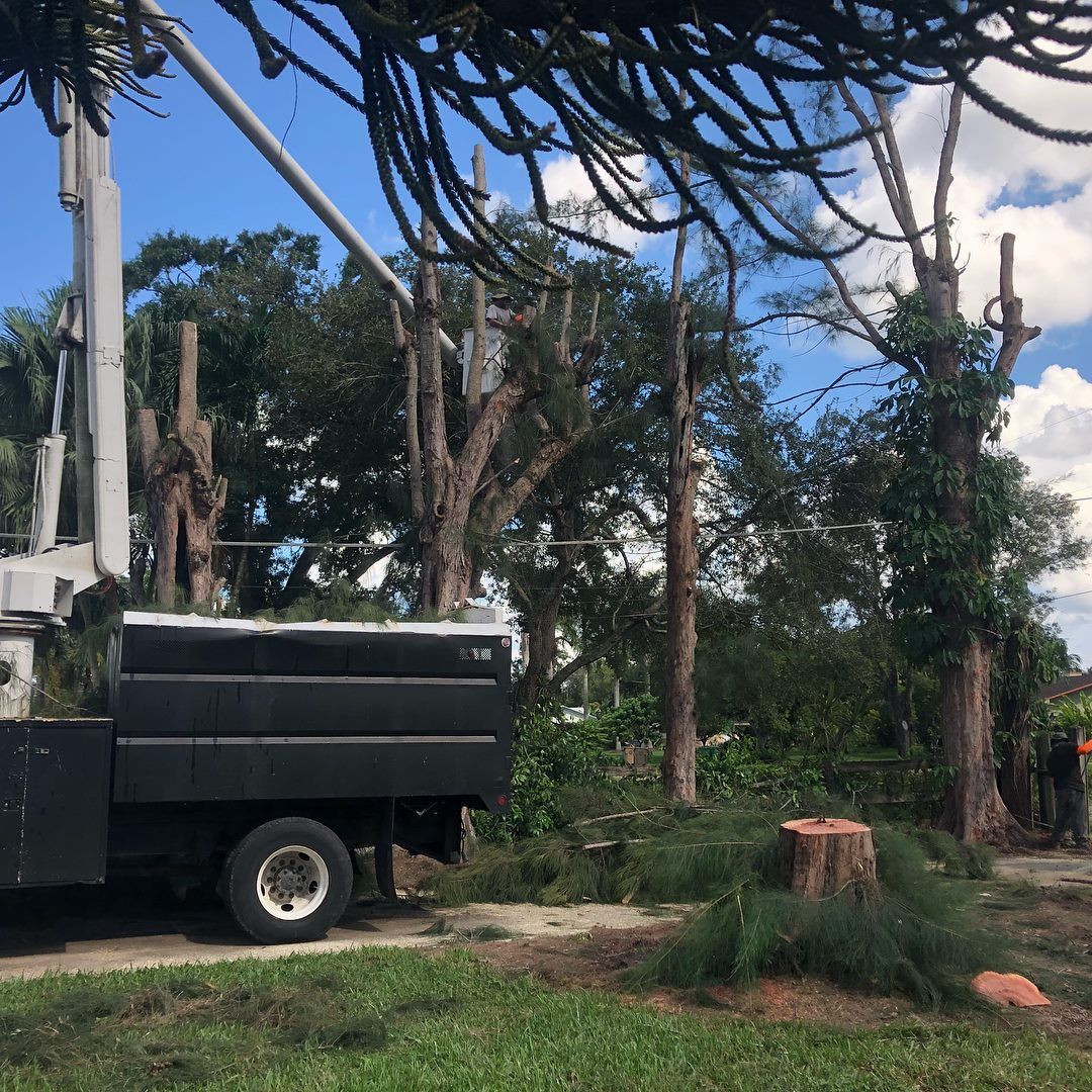 2021 Stump Removal Cost Calculator - Pembroke Pines, Florida - Manta