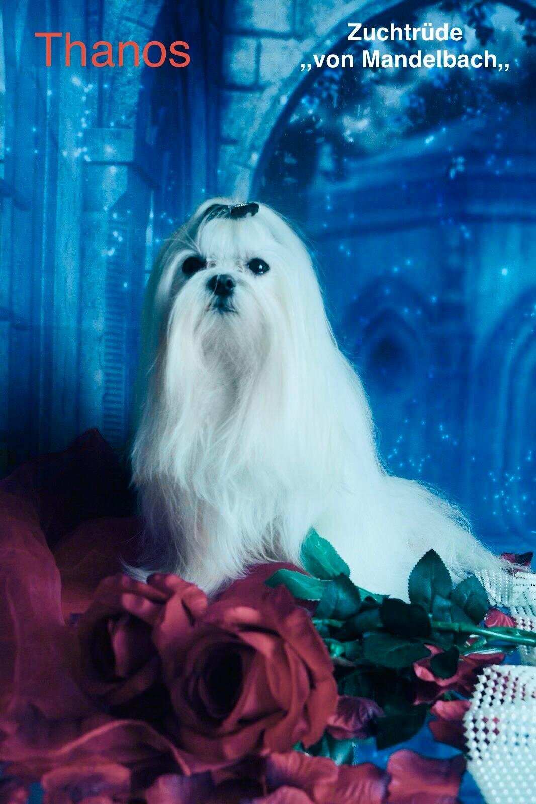 Malteser von Mandelbach, Seyweilerstraße 40 in Blieskastel