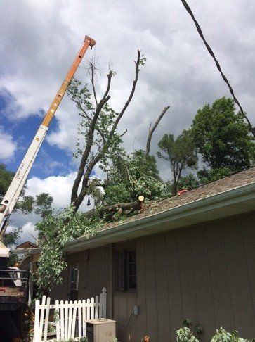 Glovier's Tree Service Photo