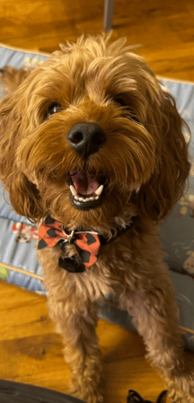 Images Freddie Crenshaw - State Farm Insurance Agent