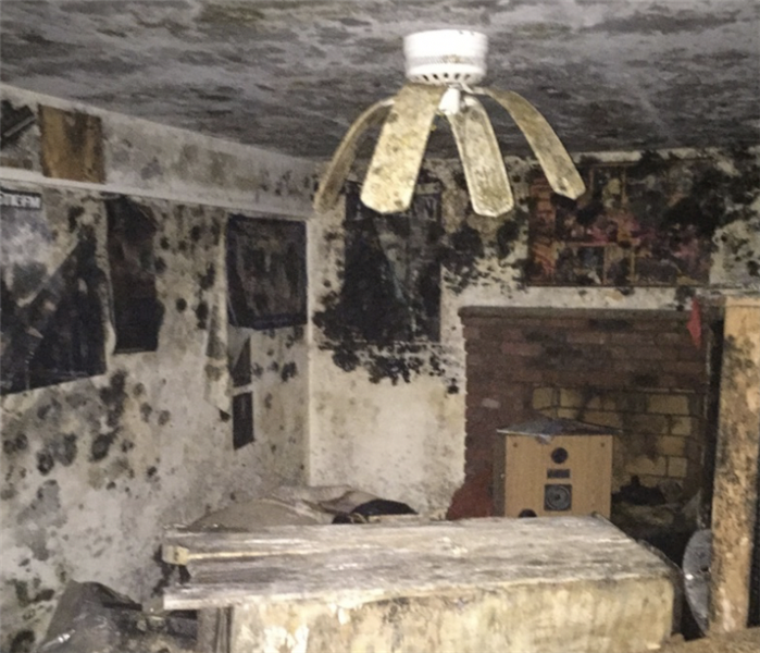 Extensive Mold Growth in Hartford