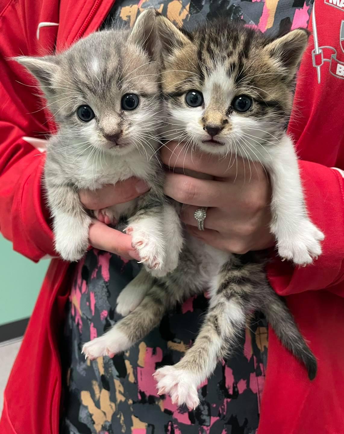 kittens