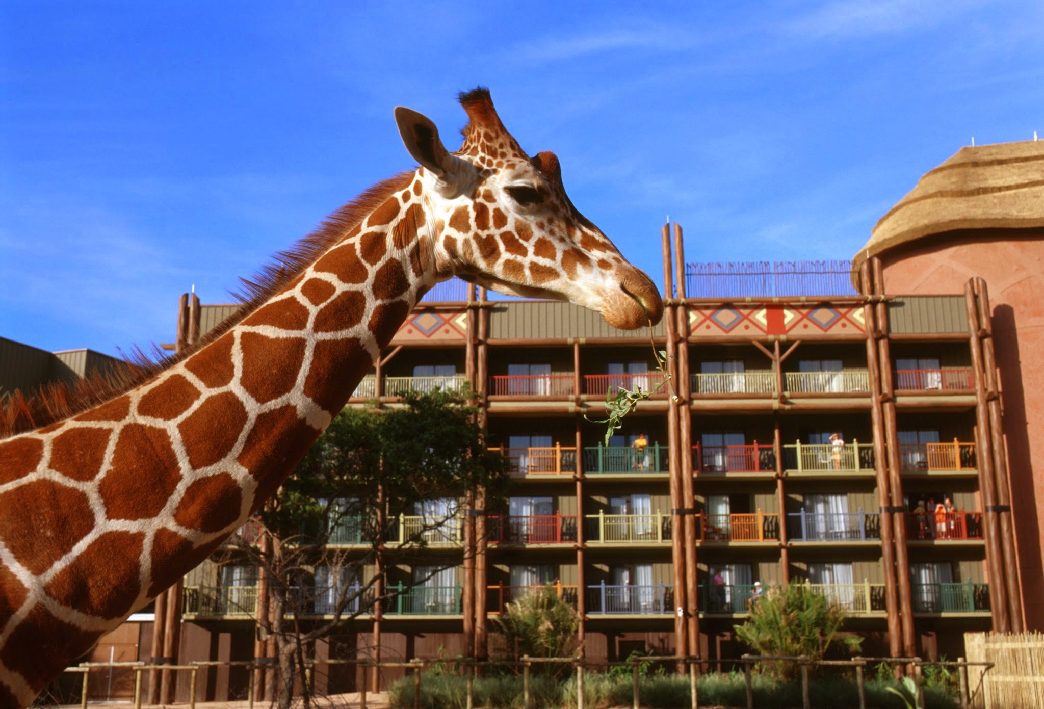 can you visit animal kingdom resort