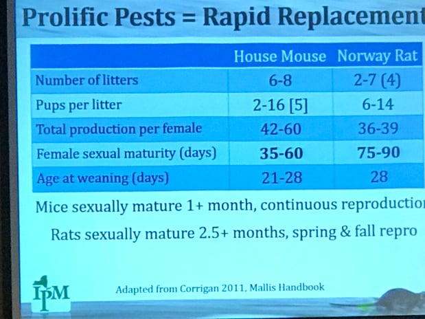 Images Rite Size Pest Control and Moss Removal
