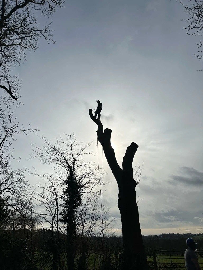 Images Arborex Tree Specialists Ltd