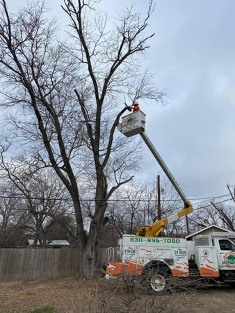 Images Texas Tree Service