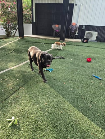 Images Wag Watchers DayCare & Spa