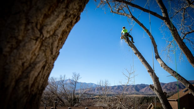 Images King Tree Service