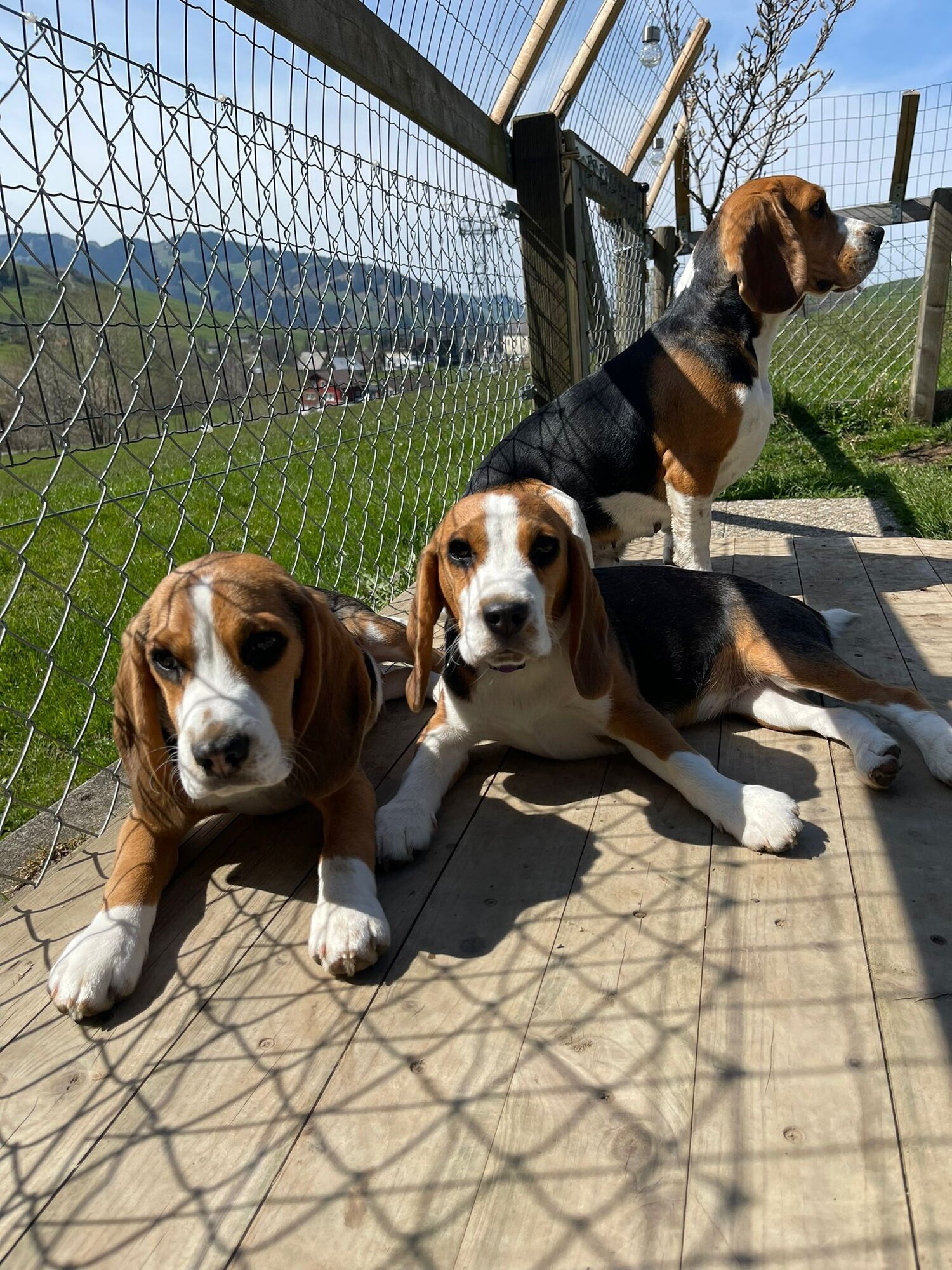 Bilder Beagleszucht Appenzell