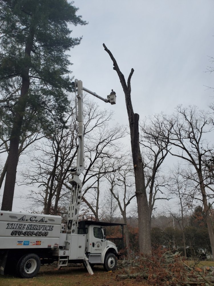 A Certified Arborist Logo