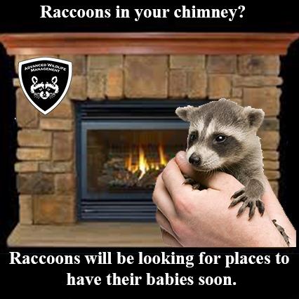 Advanced Wildlife