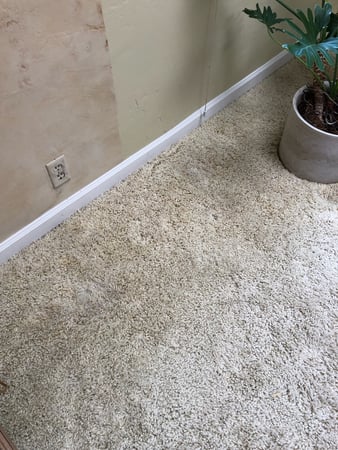 Images Carpet Pro Carpet Cleaning & Dyeing