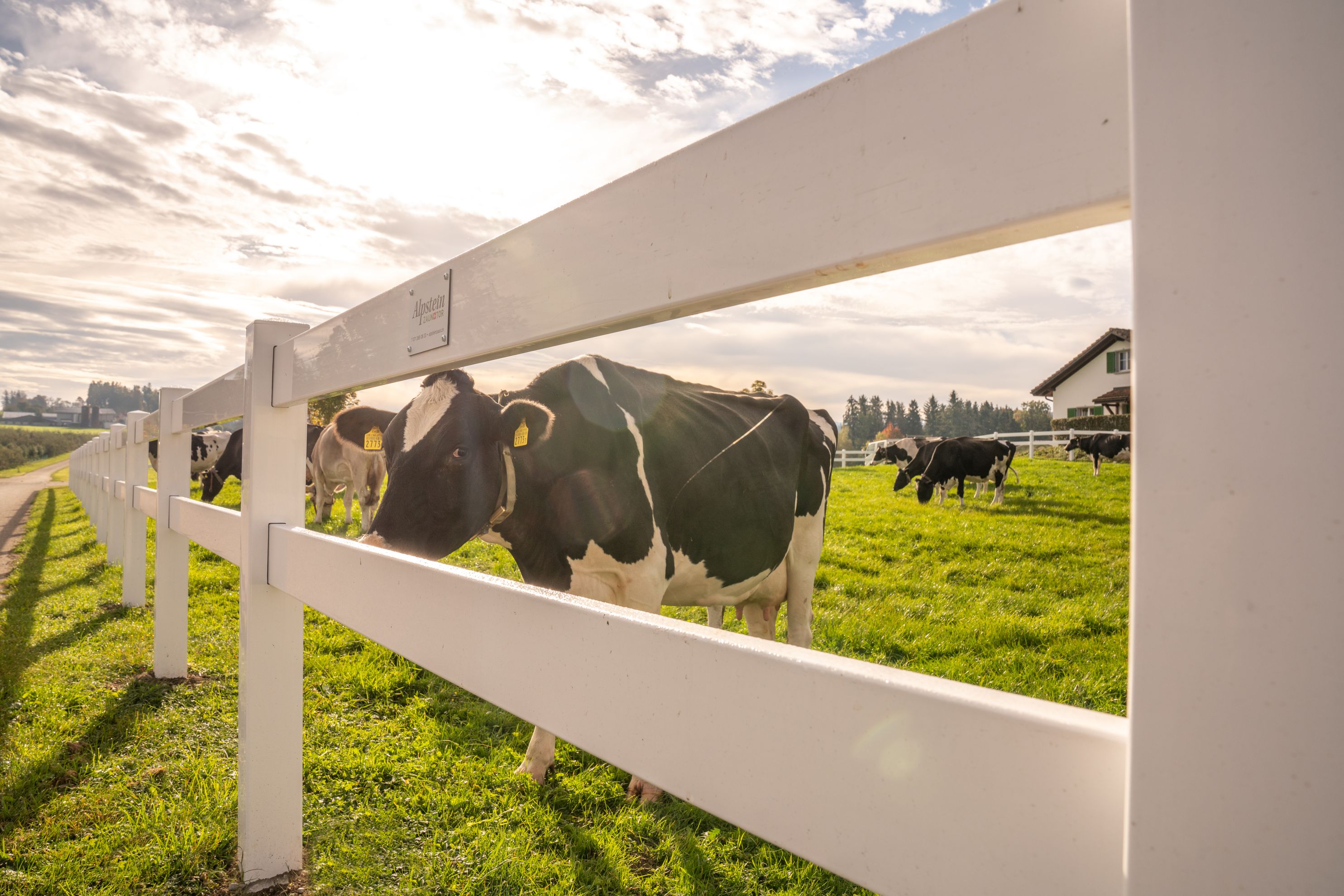 Bilder Alpsteinzaun + Tor AG