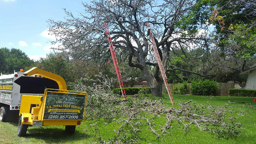 SA Total Tree Service Photo