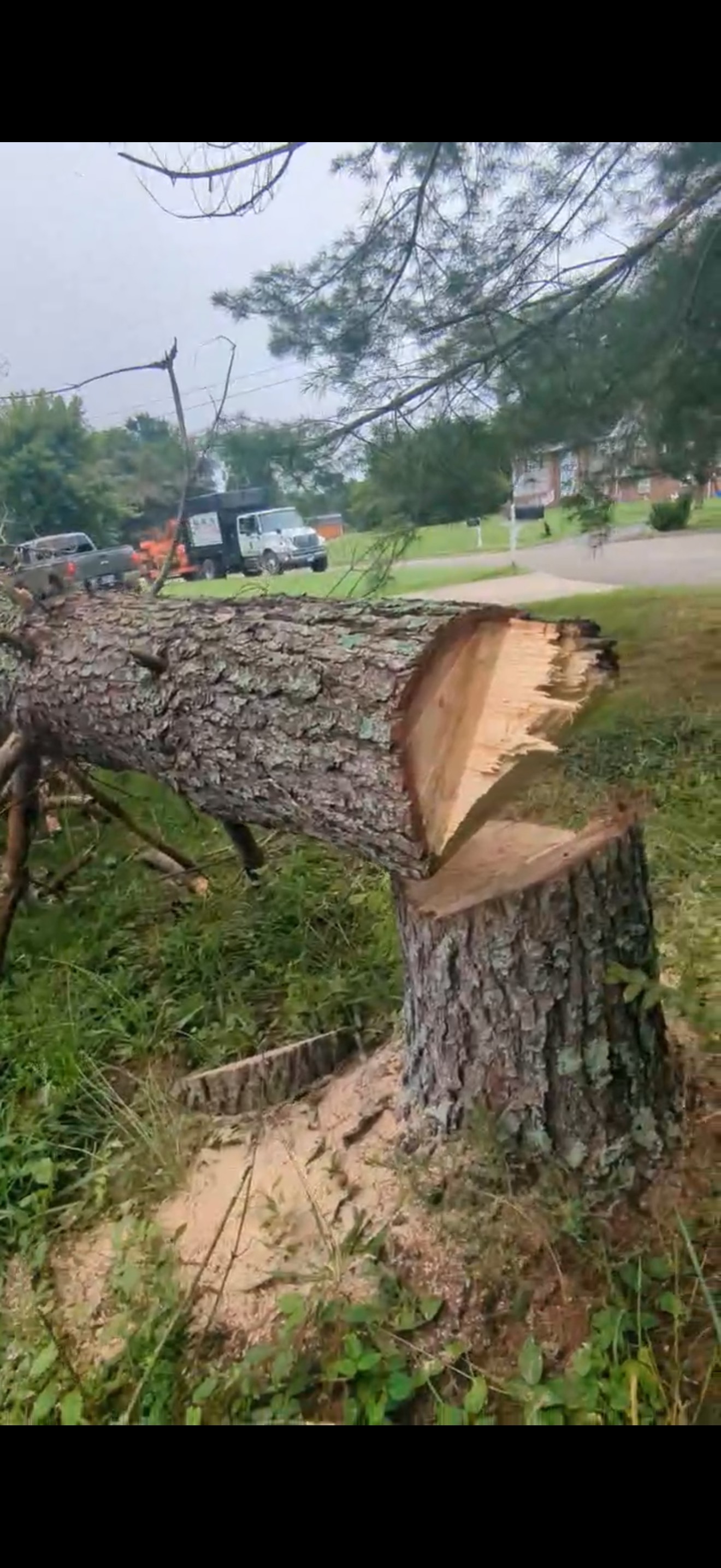 R and A Tree Service Inc Image