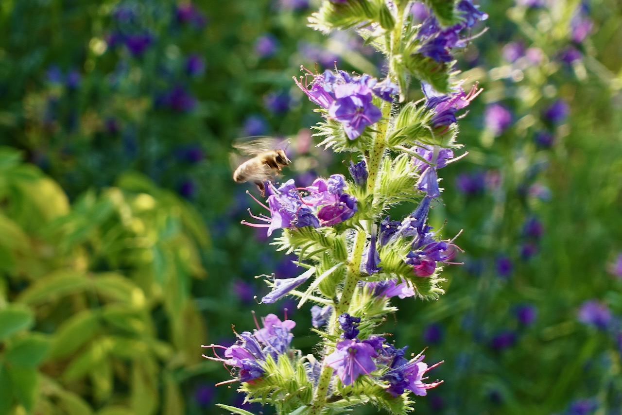 Bilder Wildblumendienst
