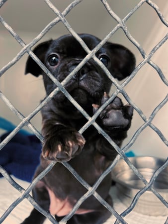 Images VCA McClave Animal Hospital