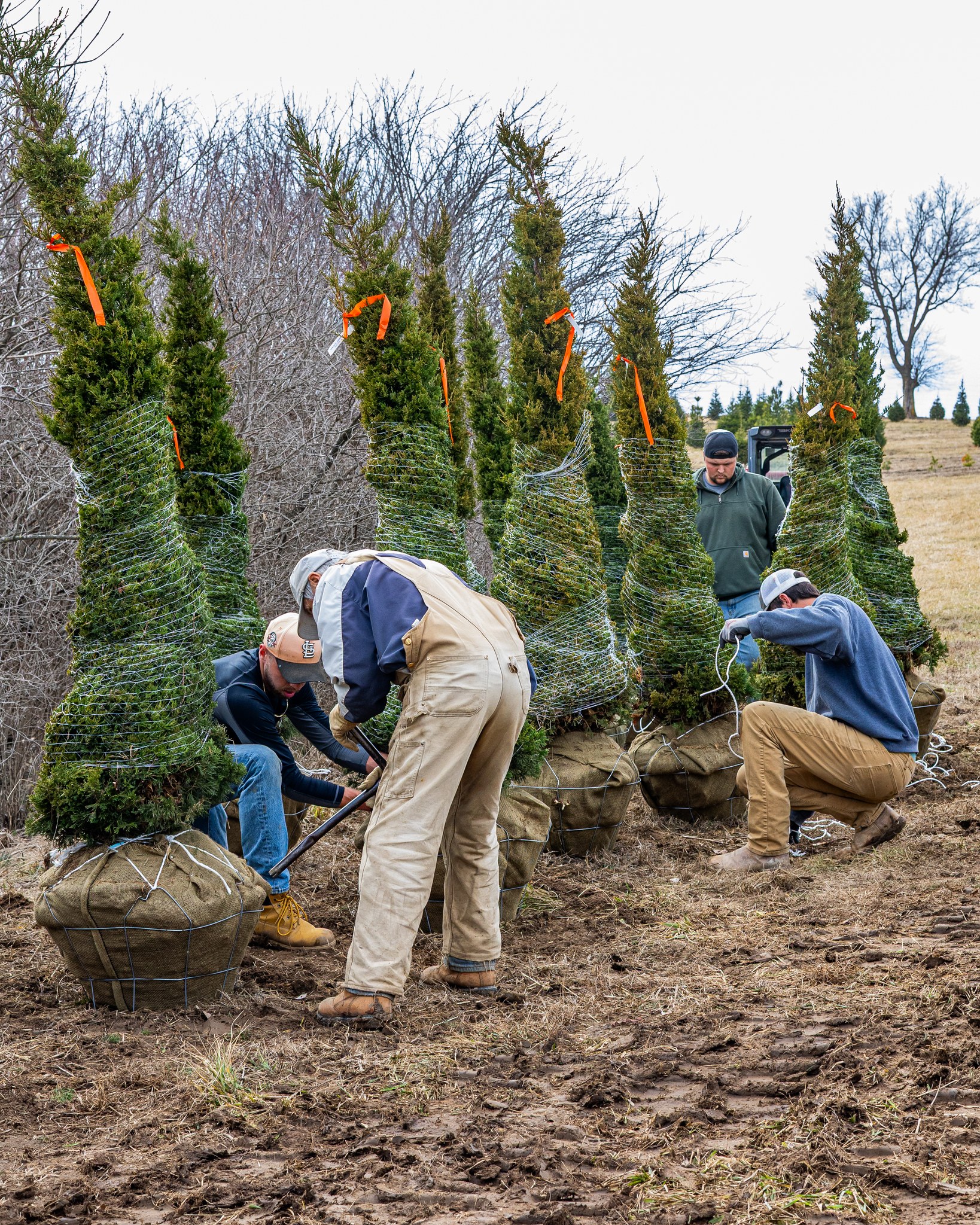 Rost Landscaping Image
