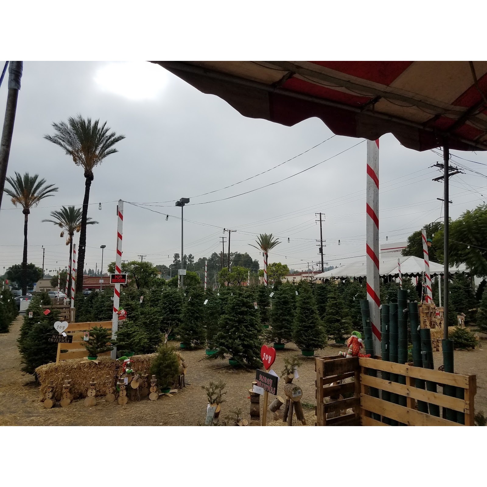 Sonshine Christmas Trees