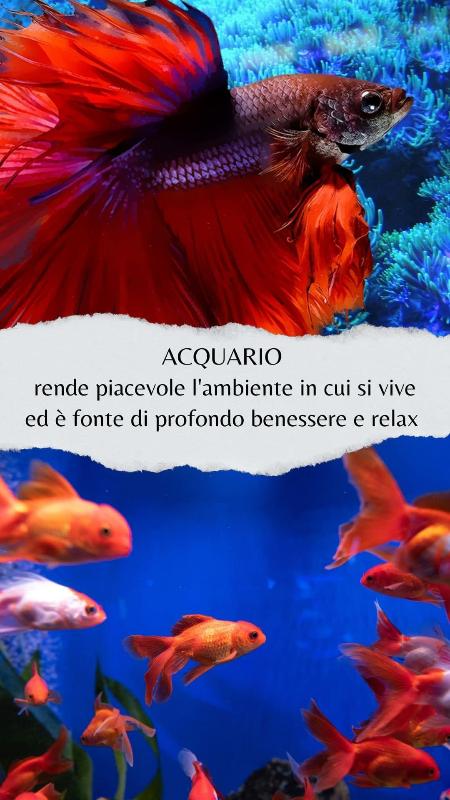 Images Glu Glu Pet House