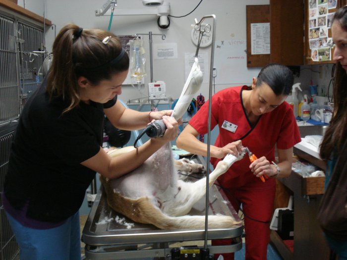 Images VCA Madera Pet Hospital