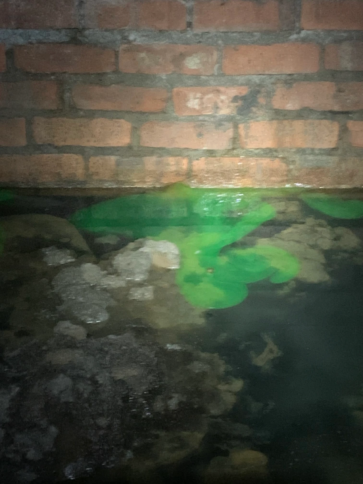 Images Damp Detectives