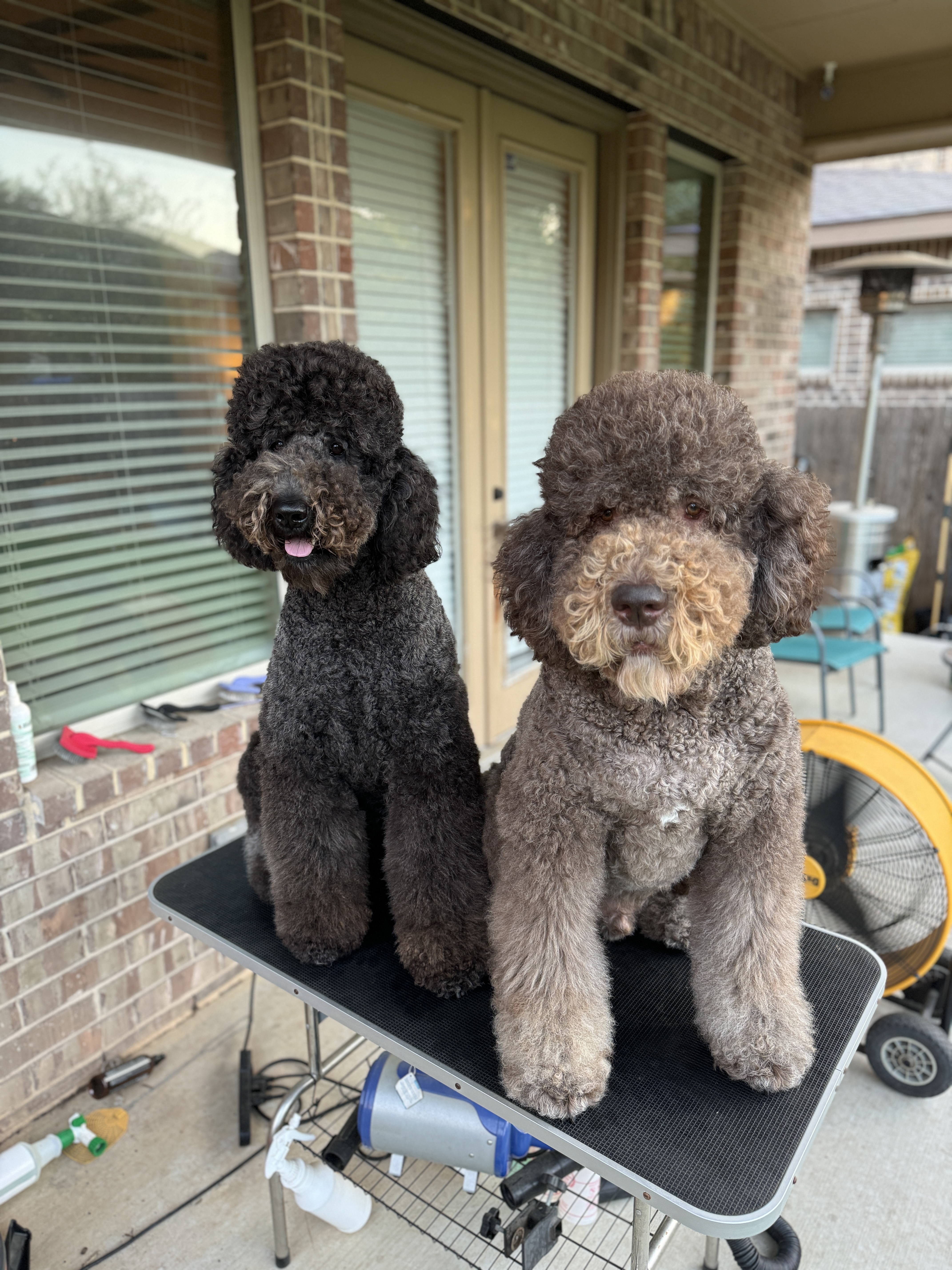 Doodle Me This Kingston and Hamilton LLC Image