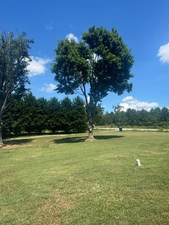 Images HMP Tree LLC