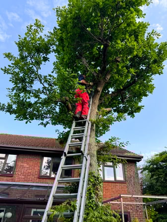 Images Sal's Landscape & Tree Service
