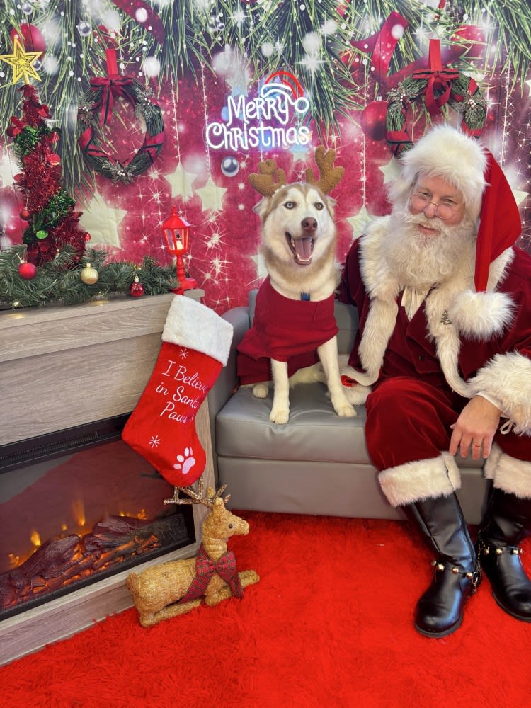 The Dog Stop - Katy Image