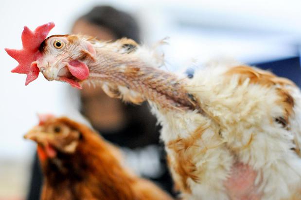 Images Animal Equality