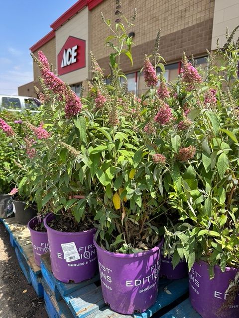Images Pay and Save ACE Hardware