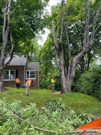 Images Z&M Tree Service TN